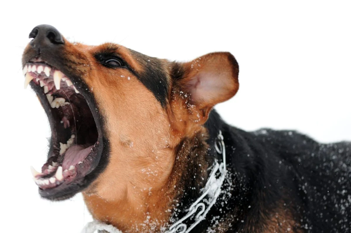 Aggressive dog